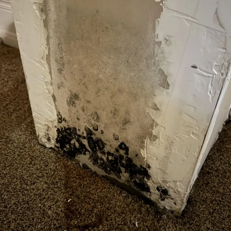 Professional Mold Removal in Mexico, MO